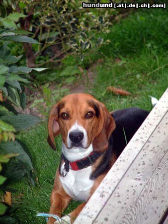 Beagle Hunde Foto 16412 in höherer Auflösung ansehen Beagle