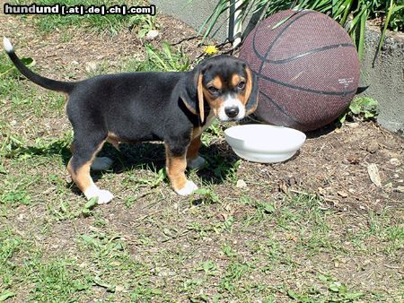 Beagle Hunde Foto 3233 Beagle
