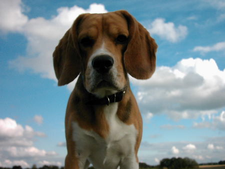 Beagle Hunde Foto 37005 in höherer Auflösung ansehen Beagle Velten The FortueHunters
