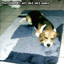 Beagle Hunde Foto 24365 in höherer Auflösung ansehen Beagle Wilma