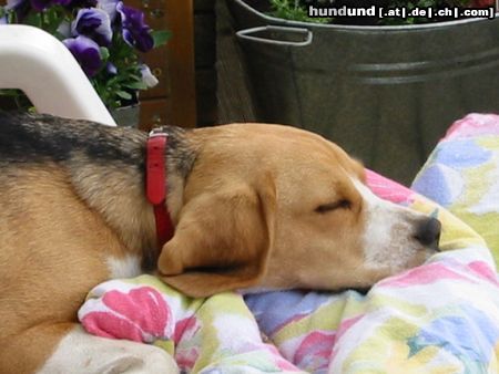 Beagle Hunde Foto 13966 Beagle yosie