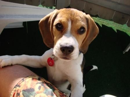 Beagle Hunde Foto 36356 in höherer Auflösung ansehen Beagle Zoe von Amade AUSTRIA