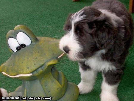 Bearded Collie Hunde Foto 4049 Bearded Collie Happy-Bearded`s o la la Oskar