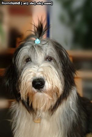 Bearded Collie Hunde Foto 22187 in höherer Auflösung ansehen Bearded Collie Ich bin halt gerne nass!