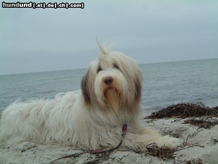 Bearded Collie Hunde Foto 17641 Bearded Collie Bella mit einem Jahr!