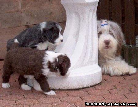Bearded Collie Hunde Foto 4051 Bearded Collie Happy-Bearded`s Pinky u.Welpen