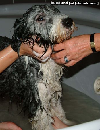 Bearded Collie Hunde Foto 21604 in höherer Auflösung ansehen Bearded Collie Susanna im Bade: Alexis, genannt Bella