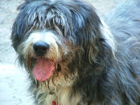 Bearded Collie Unser Liebling Mickale geb. 7.9.90. Foto vom Sommer 2005