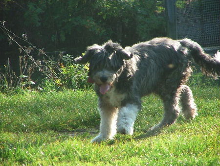 Bearded Collie Unser geliebter Bearded Mickale geb. 7.9.90; Dieses Foto wurde vor 3 Monaten gemacht.