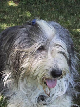 Bearded Collie Hunde Foto 590 Bearded Collie Mickey