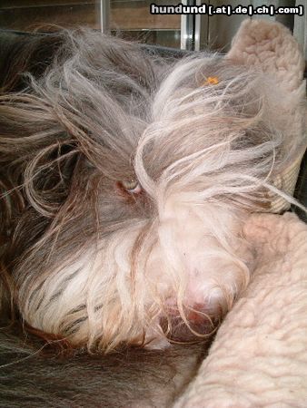 Bearded Collie Hunde Foto 18612 in höherer Auflösung ansehen Bearded Collie Flint is boos