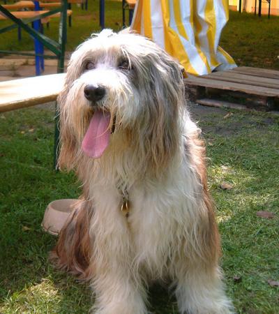 Bearded Collie Hunde Foto 841 Bearded Collie aufgenommen beim 1. European Agility Open 2002 in Graz