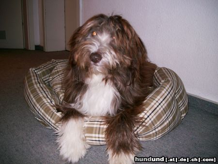 Bearded Collie Hunde Foto 12554 Bearded Collie