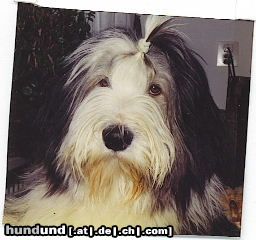 Bearded Collie Hunde Foto 11796 Bearded Collie Beam