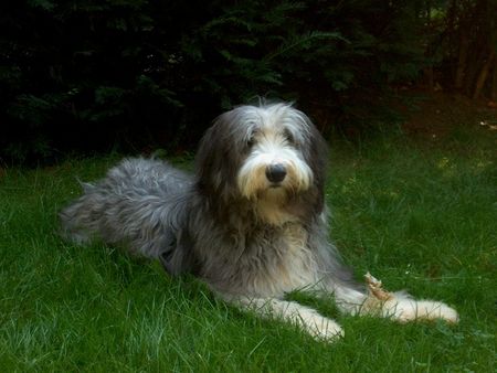 Bearded Collie Hunde Foto 1203 Bearded Collie Biene im Garten