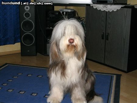 Bearded Collie Hunde Foto 13931 Bearded Collie Fini vom Stausee Rufname Kira