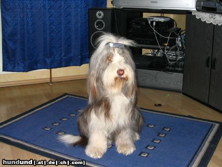 Bearded Collie Hunde Foto 13932 Bearded Collie Fini vom Stausee Rufname Kira