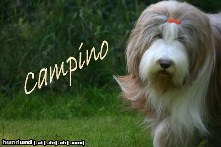 Bearded Collie Bonny and Clyde's Causing an Ovation/ Campino