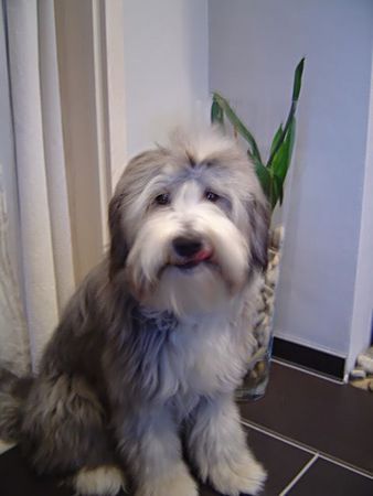 Bearded Collie Ein halbes Jahr später, die kleine wird immer frecher! :o)