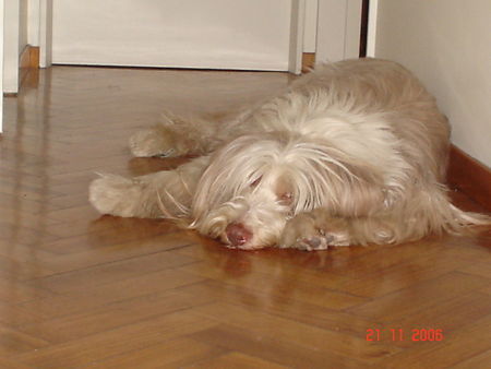 Bearded Collie Pirata von Buenos Aires - Argentina