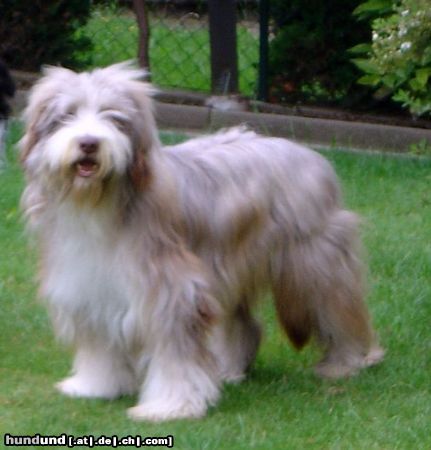 Bearded Collie Hunde Foto 23225 in höherer Auflösung ansehen Bearded Collie Oscar