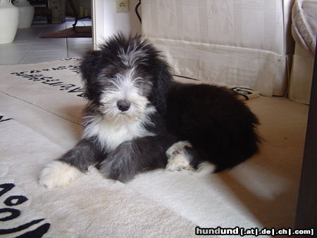 Bearded Collie Hunde Foto 24632 in höherer Auflösung ansehen Bearded Collie Carrie - Die frechste Maus weit und breit