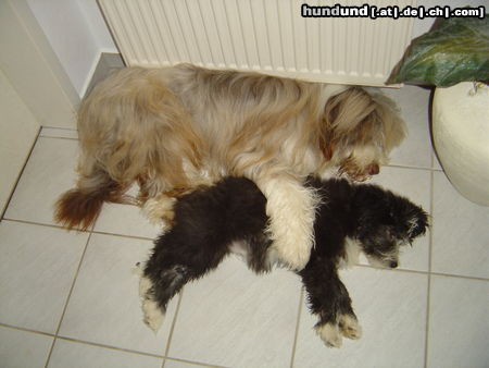 Bearded Collie Hunde Foto 24633 in höherer Auflösung ansehen Bearded Collie Oscar & Carrie bei ihrem nächtlichen Kuschelmarathon