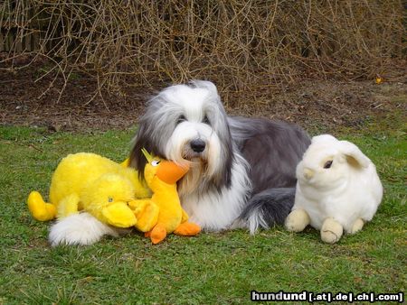 Bearded Collie Hunde Foto 20376 in höherer Auflösung ansehen Bearded Collie Desmond, 11 Monate. Das wunderbare Wesen der Bearded Collies, ihr Witz, ihr Charm und der warmherzige Ausdruck ihrer Augen sind es, die uns so begeistern. Zur Zeit leben 5 Beardies im Alter von 1Jahr bis fast 13 Jahren in unserem Haushalt. Wir sind sehr froh, dass sie Tisch und Bett mit uns teilen! Wir freuen uns immer über netten Besuch!Telefonisch sind wir unter 03 49 27/2 11 33 zu erreichen. Haben Sie noch Fragen? Ich beantworte Sie Ihnen gern!