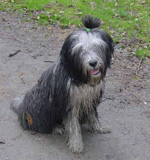 Bearded Collie Ein halbes Jahr alt.