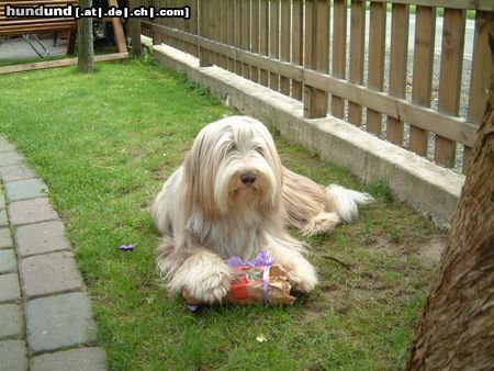 Bearded Collie Hunde Foto 17640 in höherer Auflösung ansehen Bearded Collie Bella an ihrem 3. Geburtstag