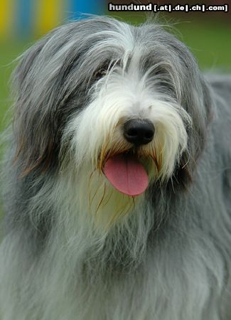 Bearded Collie Hunde Foto 23624 in höherer Auflösung ansehen Bearded Collie Beardie auf einer Ausstellung