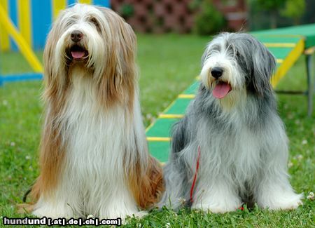 Bearded Collie Hunde Foto 23625 in höherer Auflösung ansehen Bearded Collie Beardies auf einer Ausstellung