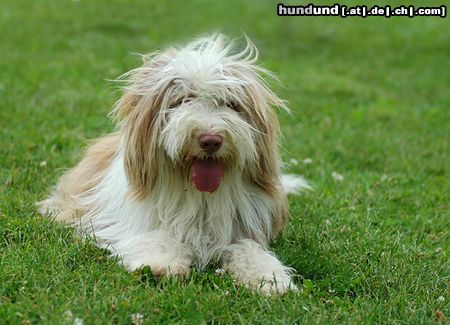 Bearded Collie Hunde Foto 23628 in höherer Auflösung ansehen Bearded Collie Beardie