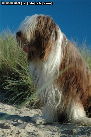 Bearded Collie Hunde Foto 26306 in höherer Auflösung ansehen Bearded Collie