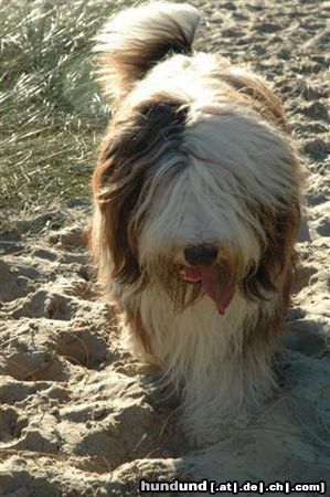 Bearded Collie