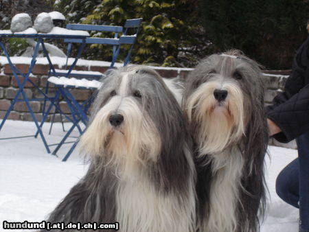 Bearded Collie Hunde Foto 45662 Bearded Collie Scottsdale