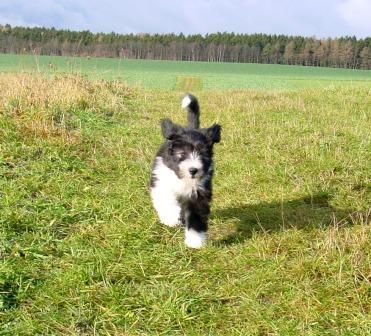 Bearded Collie Felix - Das Bild sagt alles über ihn