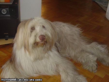 Bearded Collie Hunde Foto 16316 in höherer Auflösung ansehen Bearded Collie Pirata From Argentina