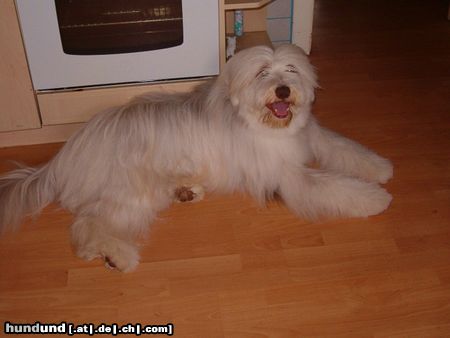 Bearded Collie Hunde Foto 22446 Bearded Collie Emil 1 1/2 Jahre aus Lahnau in Hessen