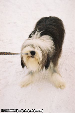 Bearded Collie Hunde Foto 8083 Bearded Collie Sweeper