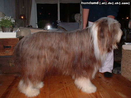 Bearded Collie Flint 2.5 jaar