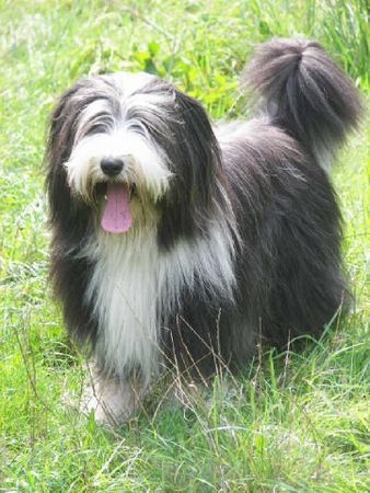 Bearded Collie Dewi