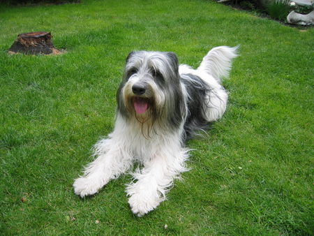Bearded Collie Hunde Foto 34157 Bearded Collie