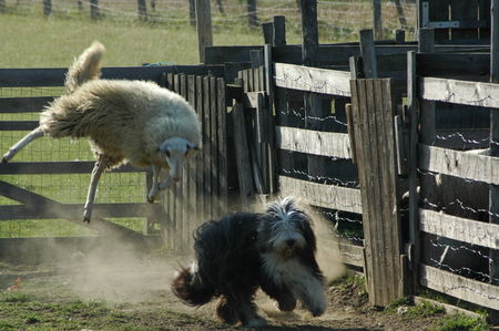 Bearded Collie Fuchi beim Schafehüten oder 