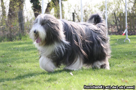 Bearded Collie Hunde Foto 46319 in höherer Auflösung ansehen Bearded Collie Gershwin