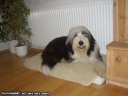 Bearded Collie Hunde Foto 7850 Bearded Collie Gino