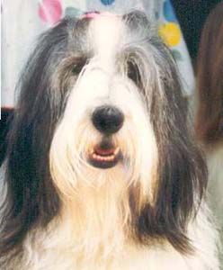Bearded Collie Hunde Foto 1214 Bearded Collie Angel,die Stammutter der Happy-Bearded`s