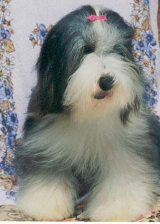 Bearded Collie Hunde Foto 1215 Bearded Collie Happy-Bearded`s Anuschka