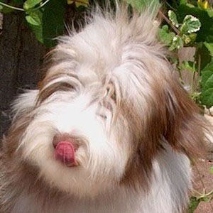Bearded Collie Hunde Foto 1206 Bearded Collie Happy Bearded´s Pinky (New Tinkle Bell) unsere Jüngste