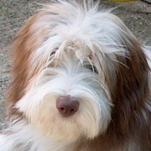 Bearded Collie Hunde Foto 1213 Bearded Collie Happy-Bearded`s New Tinkle Bell (pinky)